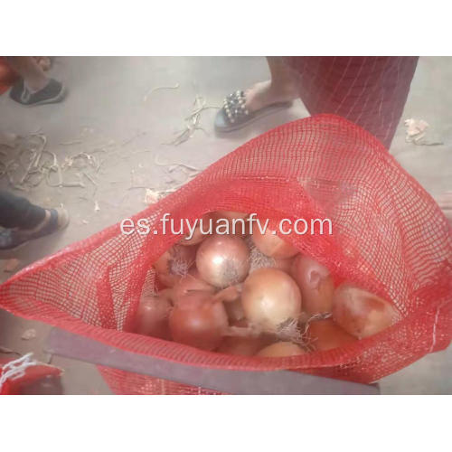 Comienzan las cebollas frescas de Gansu